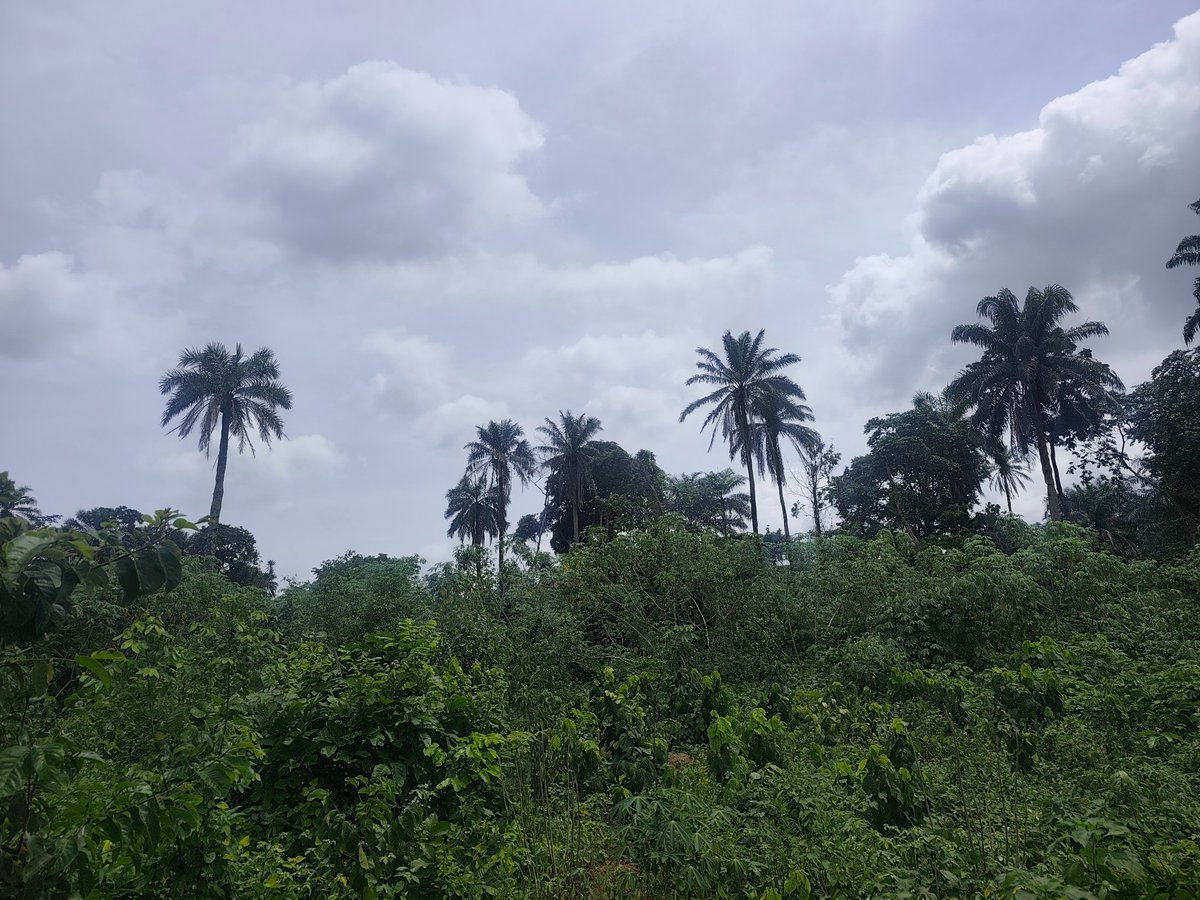Olajide90526020's tweet photo. Site visitation today 
Funny how a place full of bushes can become someone’s dream home in a few months.
Right now it looks wild… but soon, foundation will speak, walls will rise, and memories will live here forever. 🏗️🏗️🏗️ https://t.co/sLucALyBNR
