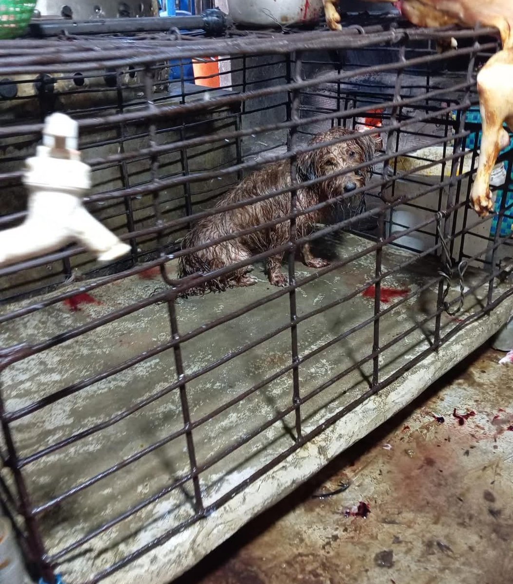 SaveKoreanDogs tweet media