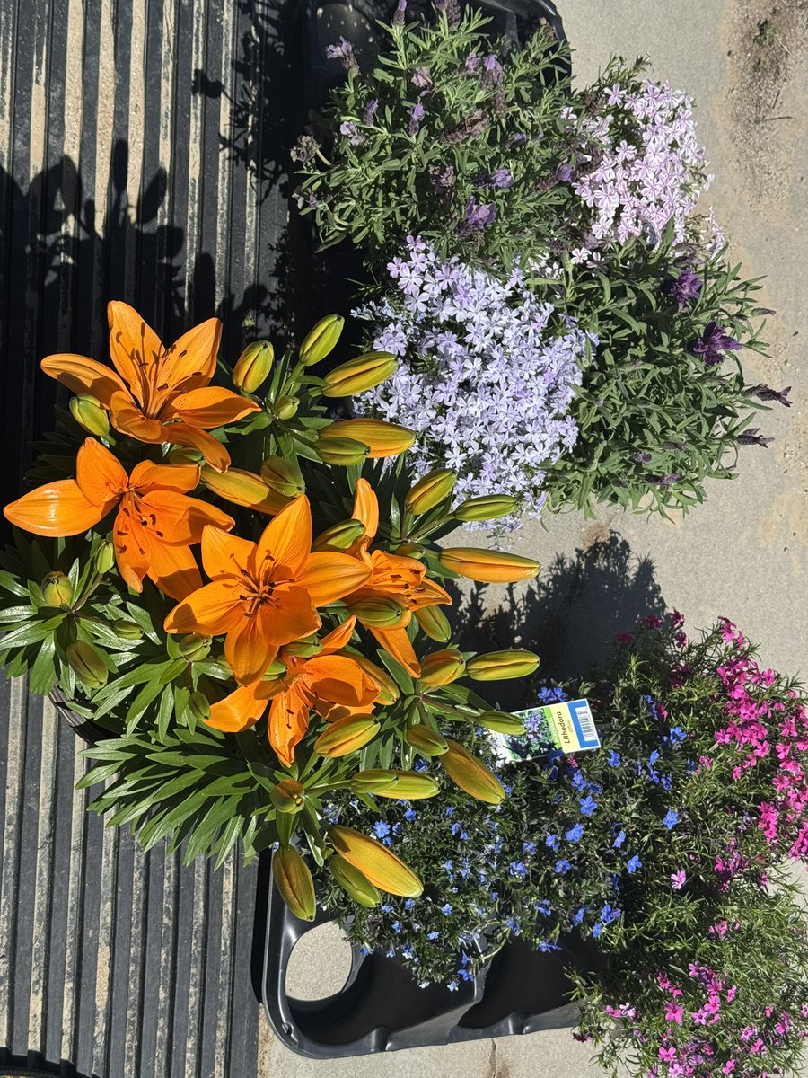 BenimaruTaicho's tweet photo. More gardening today https://t.co/mNTKBz89eu