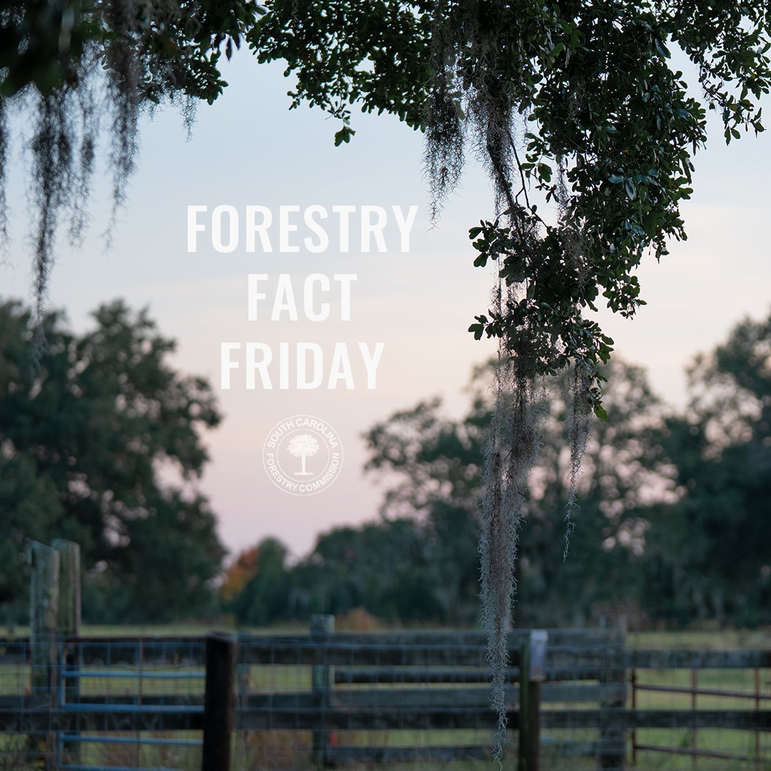 South Carolina Forestry Commission tweet media