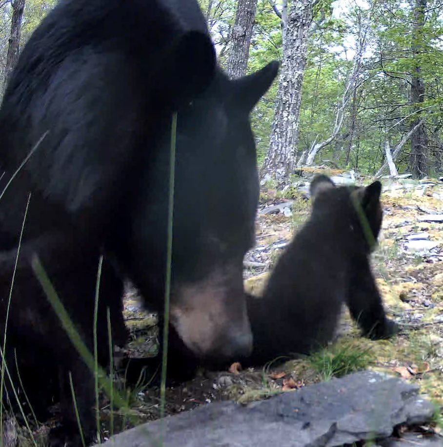 UpstateNYWild's tweet photo. Relaxed bear mom &amp; cubs 🧸🧸🧸❤️ #wildlife #cuteanimals
https://t.co/BTjbPsXzb9 https://t.co/kg7y0lZECe