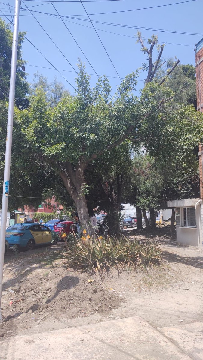 OrdenFractal's tweet photo. @PueblaAyto Importante se solicita poda de árboles, riesgo de caída de ramas ⚠️, zona de cruce escolar y pacientes de hospital, transitan diario por ahí 
9 A sur Edificio 11701 Unidad Habitacional Agua Santa https://t.co/LECxiz7rTv