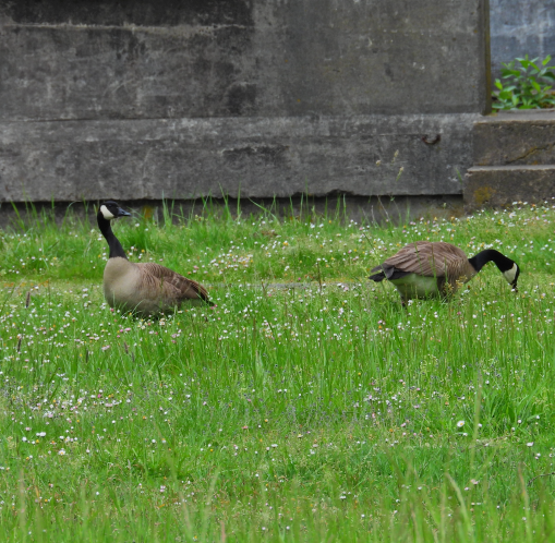 InkandSoil's tweet photo. May in the park, California Ground Squirrel and Canadian Geese. 

🌲Wishing you peace and calm from the Pacific Northwest.🌲✨💕👍

#OregonCoast #PacificNorthwest #NatureDaily #FortStevens https://t.co/6KJHM573B1
