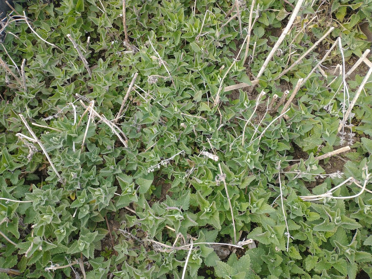 CatnipKittyCat's tweet photo. These new catnip transplants are now growing fast in fresh #compost. Our catnip buds from last year will soon be available again. In the interim our “Nip Stick” and Powdered Catnip products are still available. Stay tuned. #garden #catnip #kittycatnip https://t.co/mE9N21NSfq