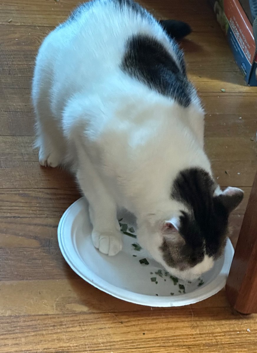 SchroderStark's tweet photo. My named Schroder and I’m a Nipoholic 😻😻

Daddy picked some fresh #Catnip leaves for us…

#CatsOfTwitter #CatsOfX https://t.co/bfYcopvWWC