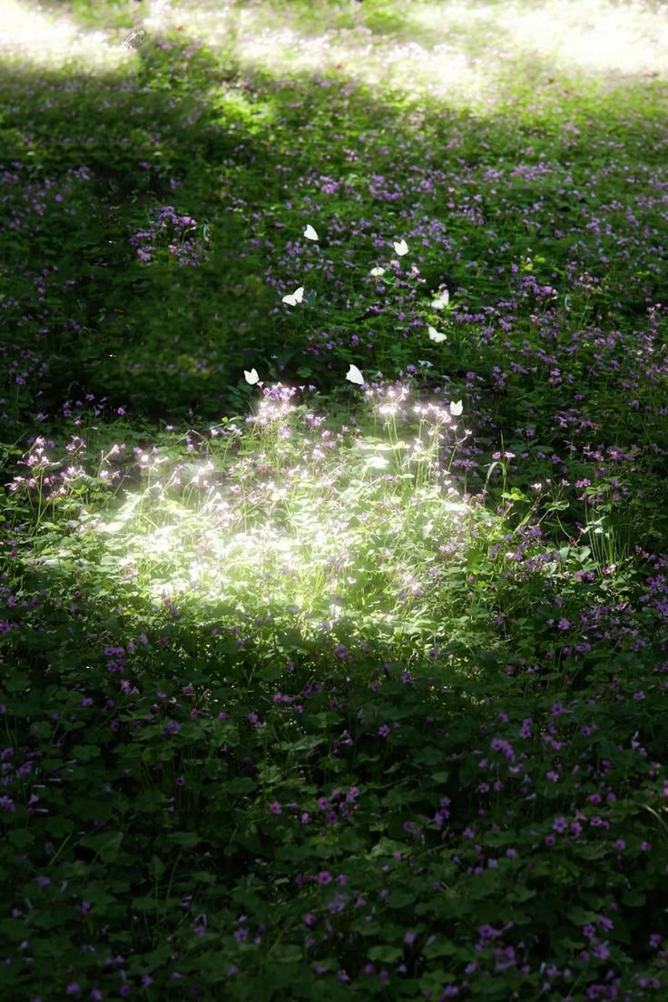 aestheticpost's tweet photo. captivating landscape illuminated by sunlight. https://t.co/oJJKam4TVZ