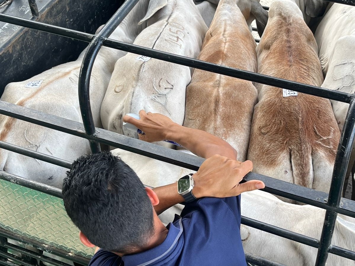 MIDAPma's tweet photo. El MIDA inspeccionó durante abril la movilización de 35,830 animales y más de 40 mil quintales de productos agrícolas en los puestos de control cuarentenario del país. 🐄🌾🚜

 #MidaEsVida https://t.co/YCUVO7tkA6