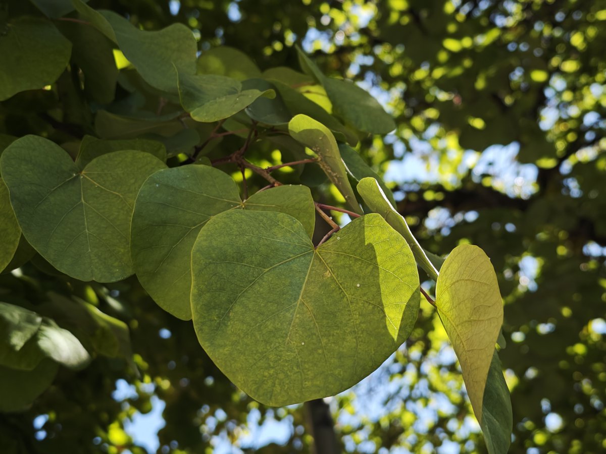 KatySnchez's tweet photo. La hoja en forma de corazón verde del Árbol del Amor #cecis #hoja #corazón #naturaleza #hacerfotos https://t.co/p86SSUeLSG