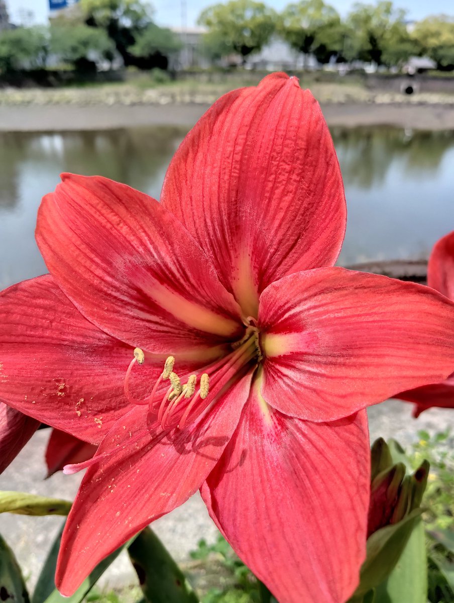 5/8 花金
#キズが見たおはにゃ　　　甲突川左岸
Amaryllis　　　　　　　　  アマリリス

　　　　   Gm Twitter Friends 🐹💤  🌠
