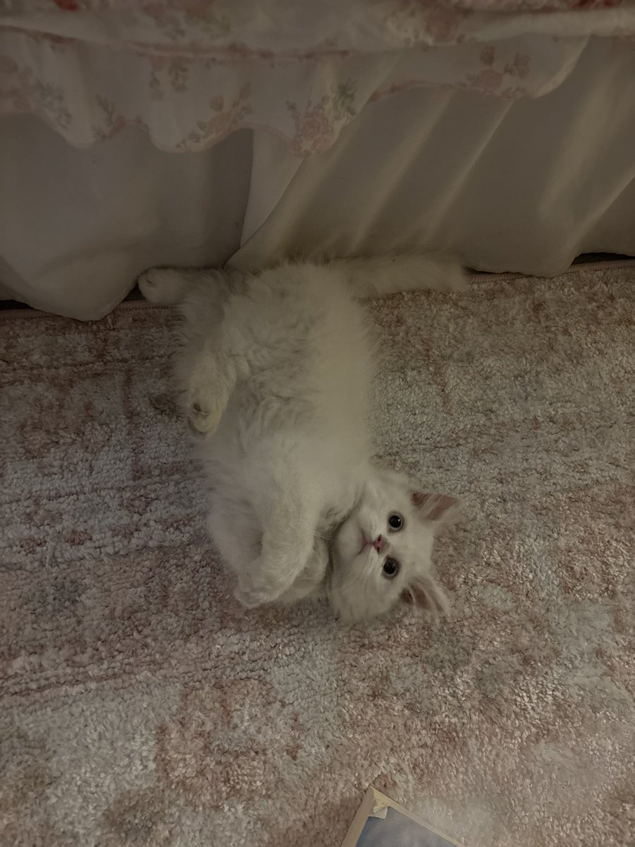 rnem6_6's tweet photo. so cute 🥹 https://t.co/kUlhfhyt0v