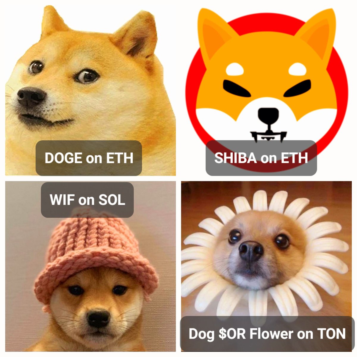 DogOrFlowerTON's tweet photo. @fragontele @CoinMarketCap Redo $OR Utya? 

Maybe Just OR? :D https://t.co/5GKusk2VCA