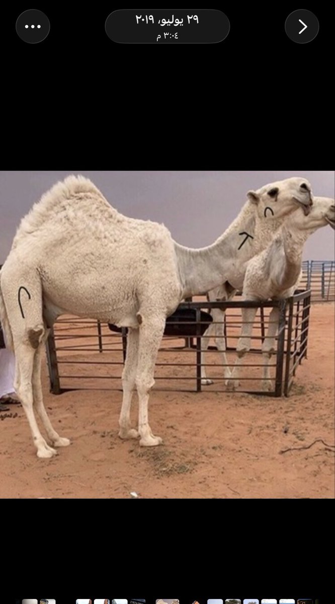 F_Muqhim's tweet photo. بعدما سئلت اكثر من مره عن وسم المحينات من الدهامشه واللي اوضحته في تغريده في تاريخ 14/06/2019 أعيد نشرها مره اخرى وإيضاً اضفت في صورة اخرى شاهد جدي دلمه المقحم اللي كان على أبله (الحرش) وشاهدها المحجان على الرقبه من يمين واللي يفرقه عن المحينات https://t.co/LhC6M6mvvq