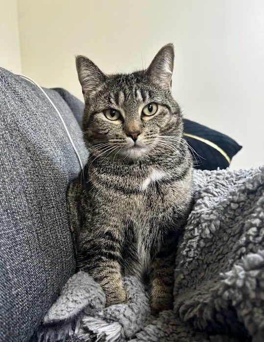 TheCatsMeowInc's tweet photo. Friends! Please share Freya to help her find a #foreverhome
This 3.8yo girl has been with our #LosAngeles rescue 2+ years
she’s sweet but shy at first (link in our bio to adopt)
#forgottensoulshour #AdoptMe #AdoptDontShop #CatsofTwitter #CatsOfX #XCats https://t.co/pC6T2Gtxki