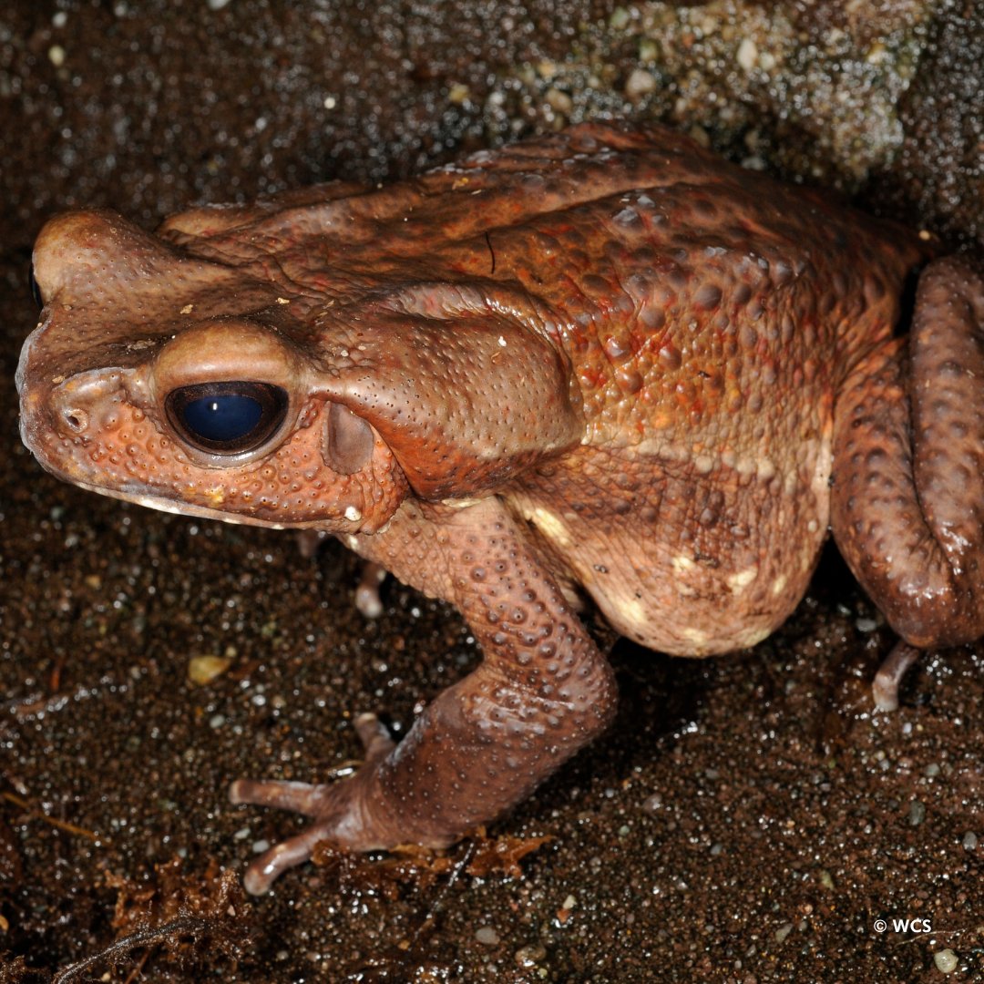 Threatened Amphibians of the World 英語版 PDF) Threatened Amphibians of the World