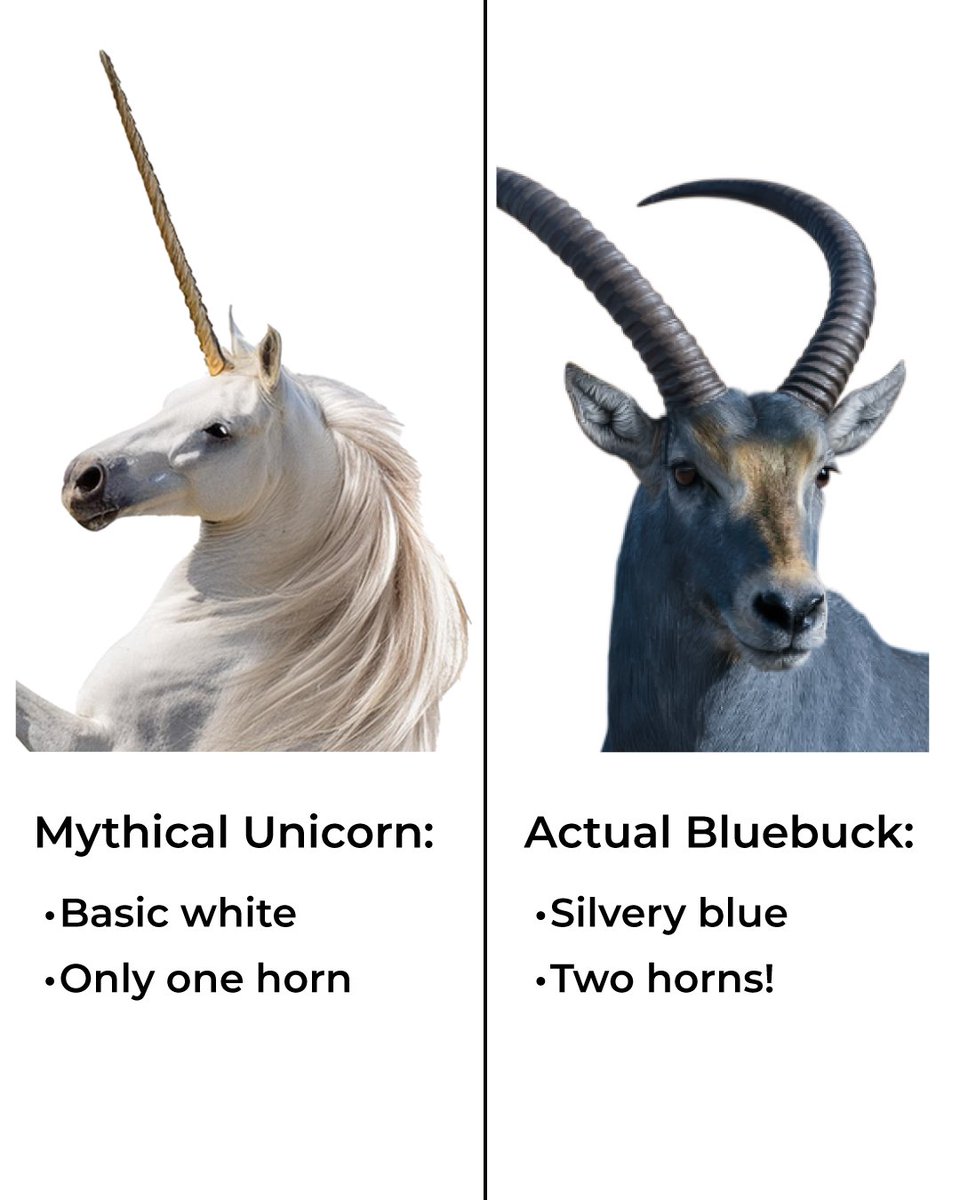 colossal's tweet photo. We just announced we’re bringing the bluebuck back from extinction.

What’s that? It’s a furry blue antelope. Humans drove it to extinction over 200 years ago. And we don’t love that ending. So we’re rewriting it.

Follow for all the updates on the bluebuck de-extinction. (1/3) https://t.co/x6EWhixnAz