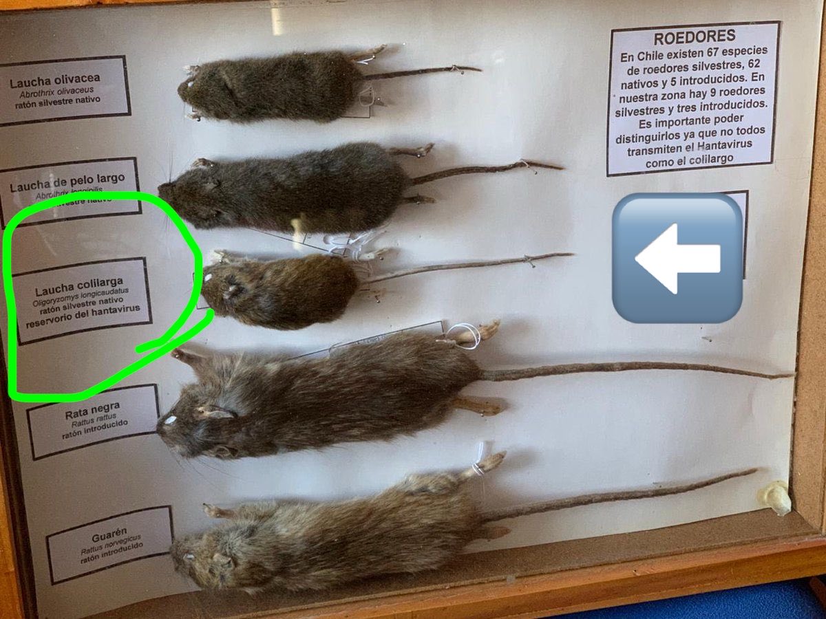 La imagen es de un panel educativo chileno, pero es perfectamente aplicable a la Patagonia argentina.

🚨 No todo roedor transmite Hantavirus 🔴🔴🔴

El único reservorio confirmado en el sur argentino es la laucha colilarga (Oligoryzomys longicaudatus), un ratón silvestre nativo,