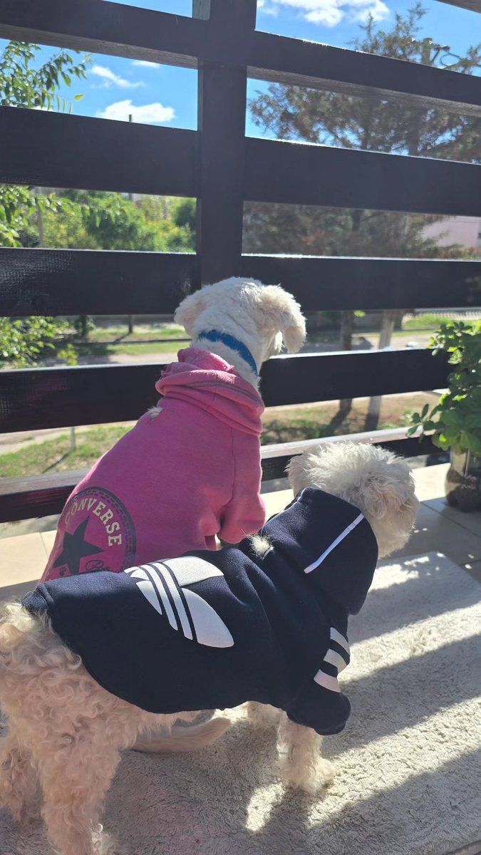 Anna2009L's tweet photo. @adidasoriginals @Converse 
Modelos top!! 😂😍 https://t.co/b2odKjJyf3