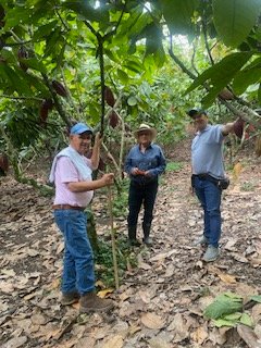 Bsaenz49's tweet photo. @consejocacao Análisis con CNCH de cosecha para 2026  terminando traviesa y preparando para fin de año. Manejo podas, luz y control monilia  hace la diferencia entre muy buenas cosechas para Octubre, noviembre y diciembre con cultivos sin atención con poco cacao y alta monilia. https://t.co/ldfzWaGrkz
