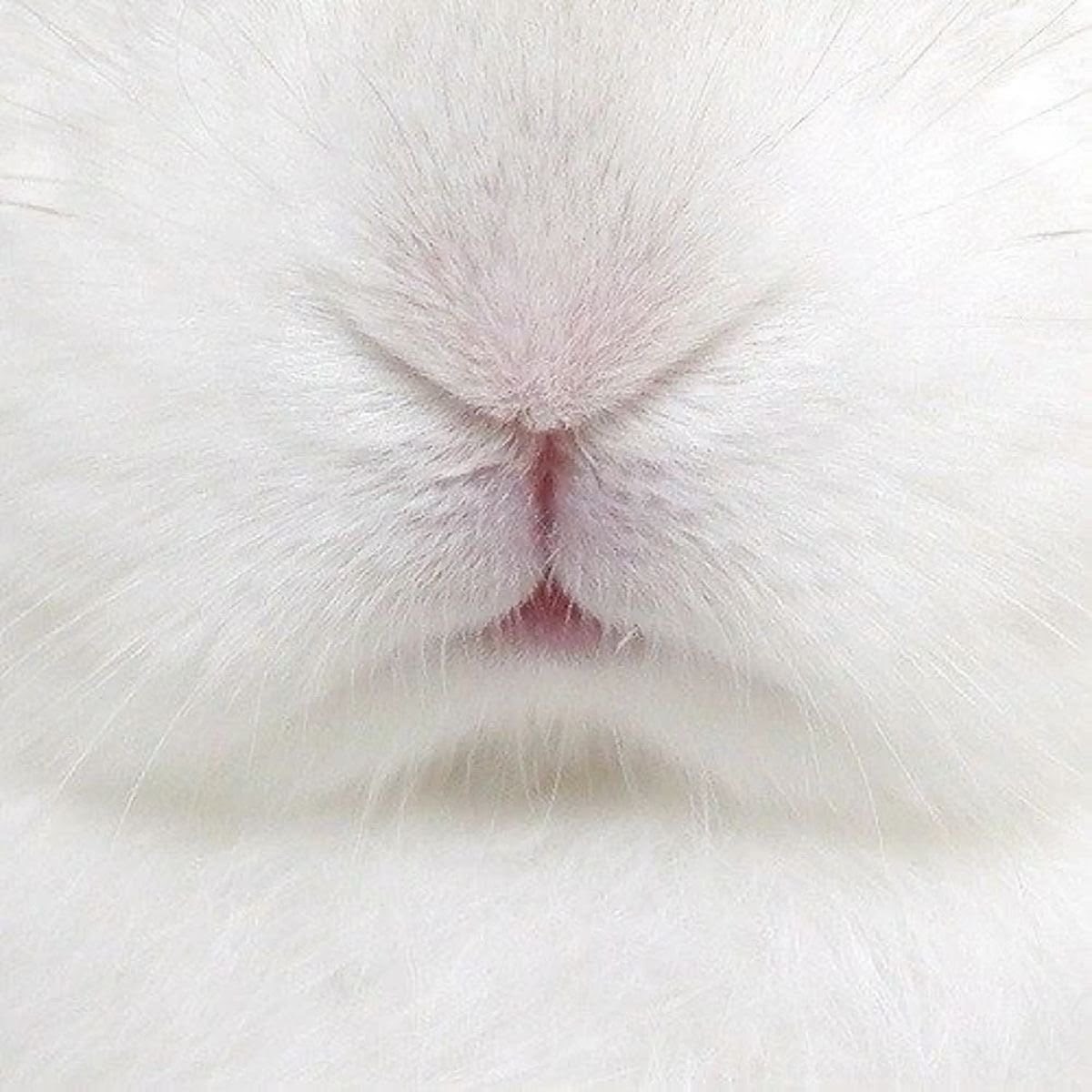૮ ྀིᴗ͈ . ᴗ͈ ྀིა ˚. ᵎᵎ tweet media