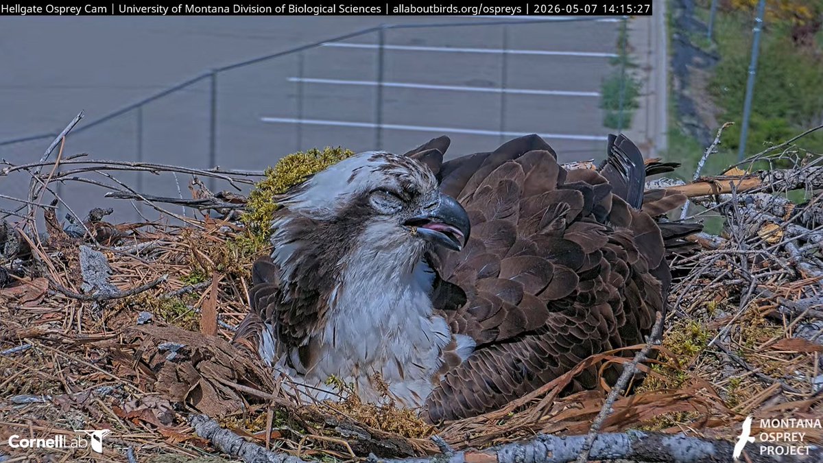 Hellgate Osprey tweet media