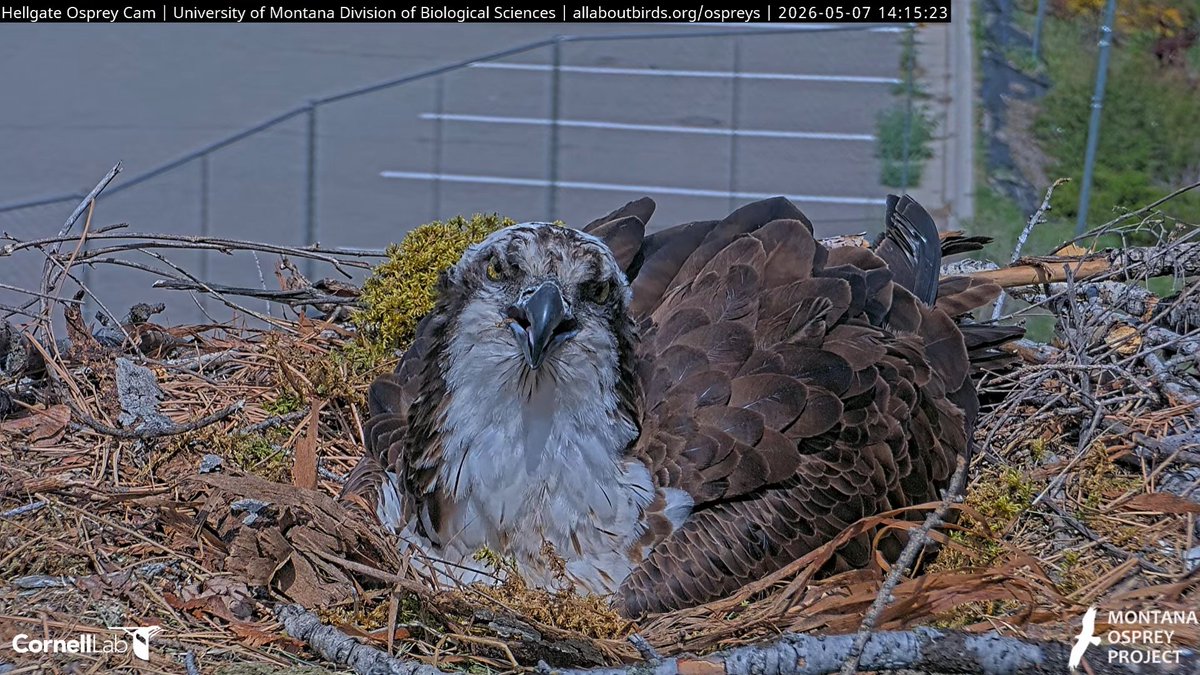 Hellgate Osprey tweet media