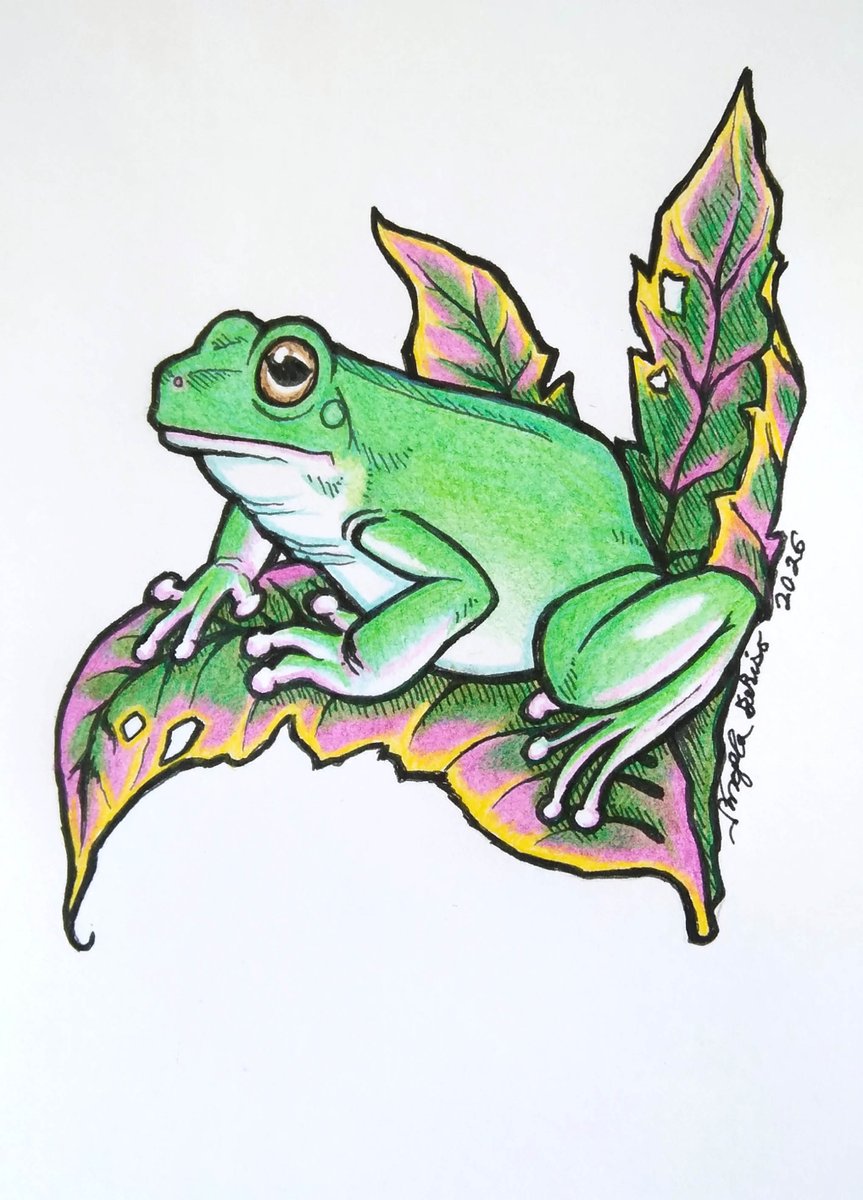 AngeladerisoA's tweet photo. Finished colors on this one. Lt me know what you guys think. #treefrogs #coloredpencil #animalart https://t.co/KIt4FimBT8
