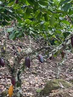 Bsaenz49's tweet photo. @consejocacao Con Técnicos de Nacional de Chocolates visitando CIE Villa Mónica en San Vicente de Chucurí. Excelente centro de investigación, capacitación y demostración de cultivos modernos de cacao. Productividad, calidad, Sostenibilidad https://t.co/lqYJegDEeL