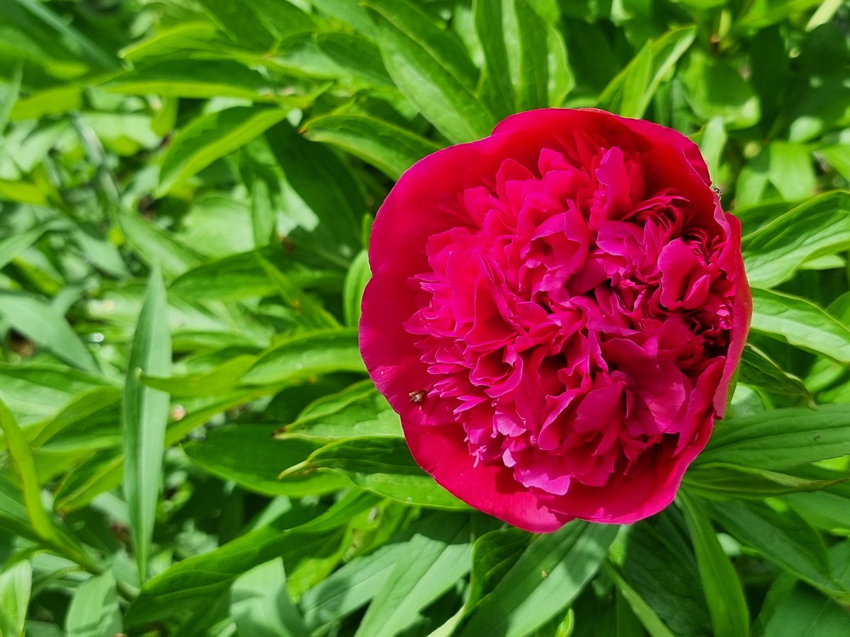 Die erste Pfingstrosenblüte ... gestern und heute