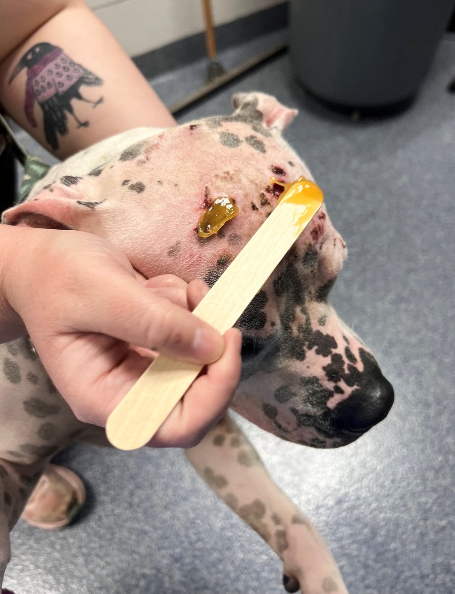 Humane Society of Missouri tweet media