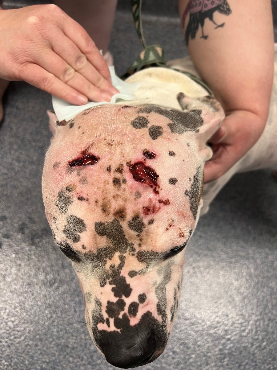 Humane Society of Missouri tweet media