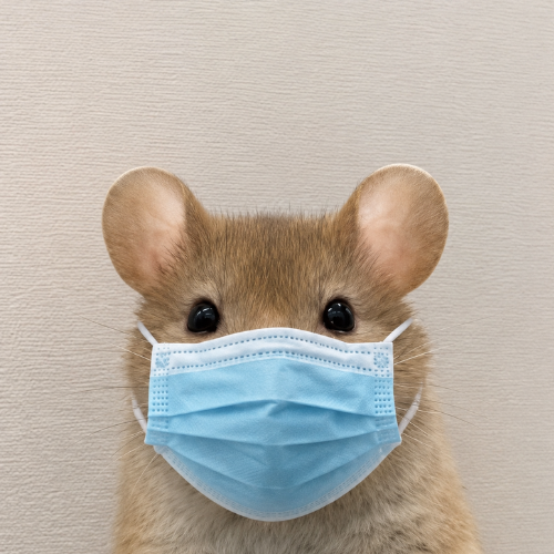 Rat Wif Mask $MASK tweet media