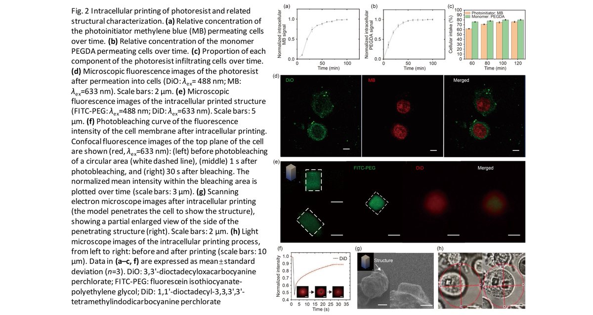 BioDesignManuf's tweet photo. Intracellular 3D printing

Learn more: https://t.co/SvYD60i5jl https://t.co/T5Kv4LtHMK
