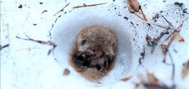 ferret! 💛🦇 (#1 BAT LOVER) tweet media