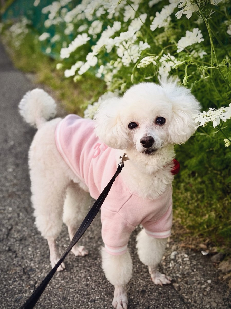 ぼたん🐩(♂10歳) tweet media