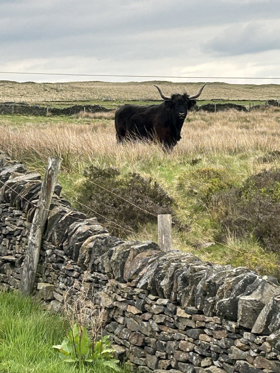 cijohnstone23's tweet photo. Highland cow on Hobson Moor https://t.co/nOXIoVfJi6