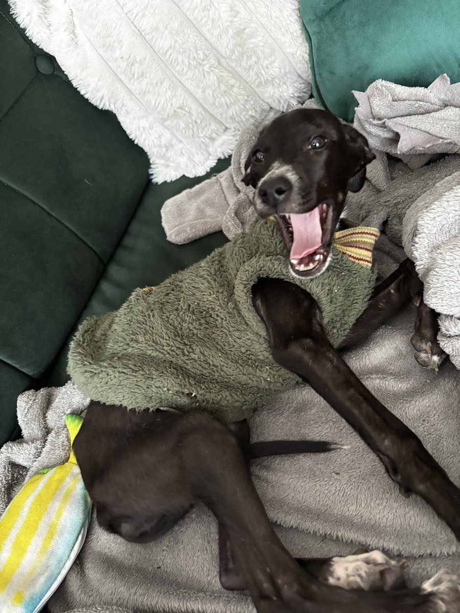 <a href="/econewsES/">EcoNews en español</a> Aprovecho los pensamientos adoptivos para contar que tengo en tránsito a Lupe, una cachorra de 3 meses que está en adopción. Esta en CABA, está desparasitada y tiene su primera vacuna. Es una REINA, se porta bárbaro y ya sabe hacer pis afuera. El contacto soy yo escríbanme!