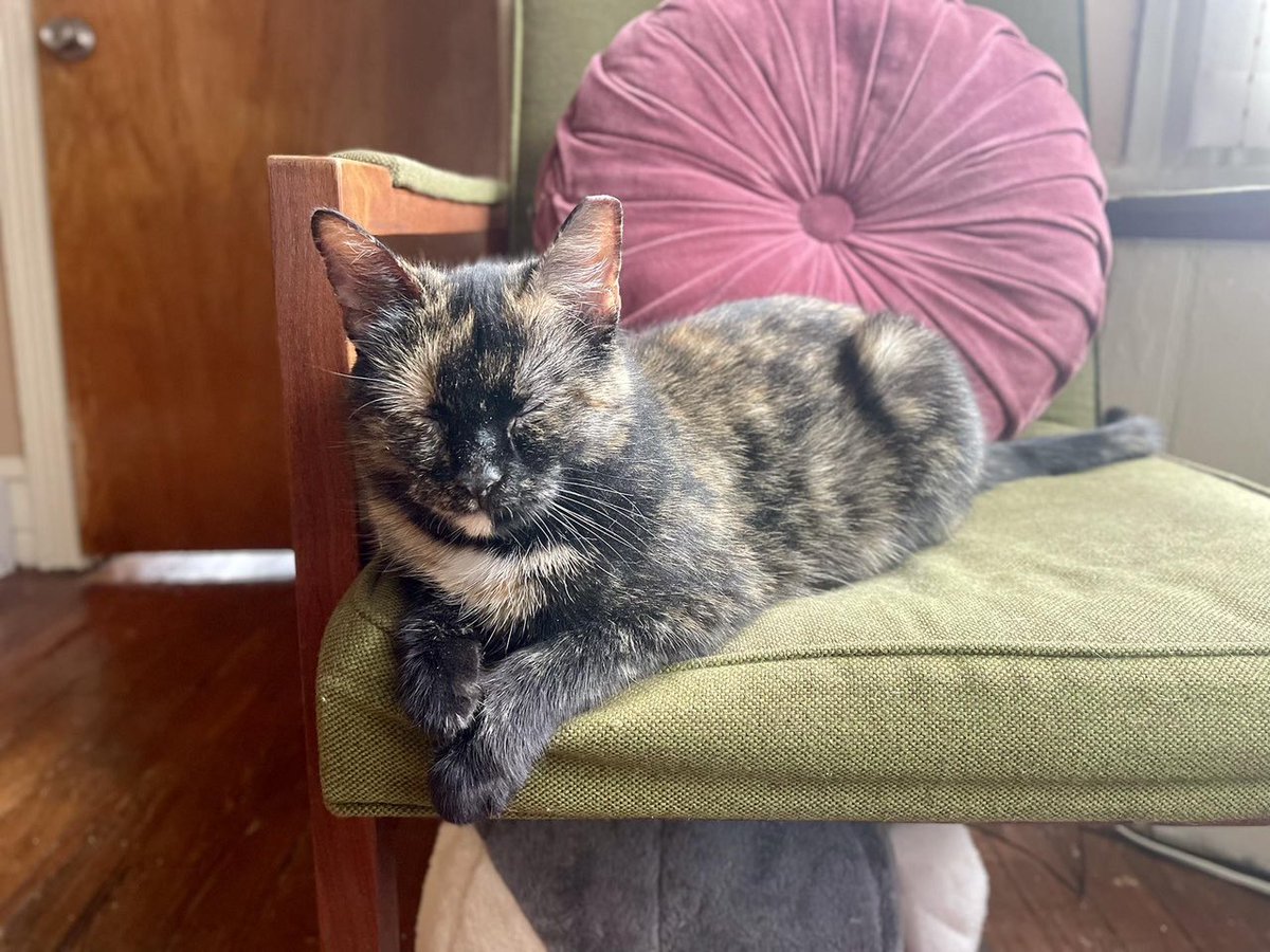 ProjectMEOW's tweet photo. 🍑 Peyton Peach is a cuddly tortie packed with personality! She loves snuggles, fetch (yes, really), and making sure you never feel lonely. Around 4 years old and ready to be your one-and-only feline superstar 💕

Apply: https://t.co/dh8oWQh8RC https://t.co/gl18MHVyCd