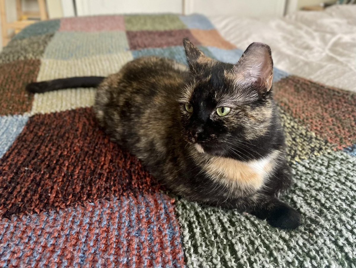 ProjectMEOW's tweet photo. 🍑 Peyton Peach is a cuddly tortie packed with personality! She loves snuggles, fetch (yes, really), and making sure you never feel lonely. Around 4 years old and ready to be your one-and-only feline superstar 💕

Apply: https://t.co/dh8oWQh8RC https://t.co/gl18MHVyCd