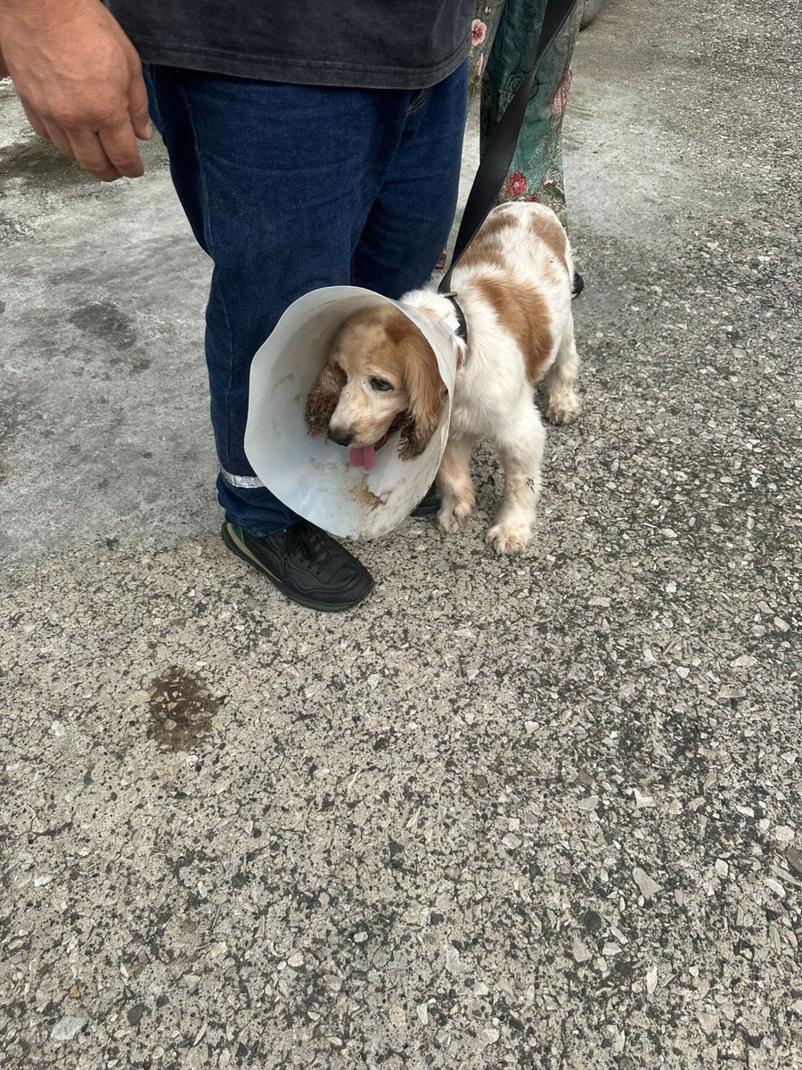 Carlos24_AGS's tweet photo. Por Favor compartir Gracias 
Este perrito 🐶 está en tratamiento 
Es de Sauces 1 y la señora es una persona de 3 edad. Se le ha escapado y Justo a pasado una pareja y lo han visto y han tratado de buscar al dueño eso fue ayer y no sabe nada aún 
+593 99 887 4454 https://t.co/lzpM8JNXJQ