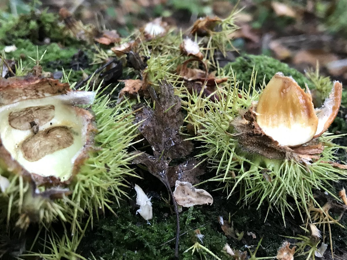 HallsworthCeri's tweet photo. @DailyPicTheme2 Fallen sweet chestnut https://t.co/e6SqhMo6N9