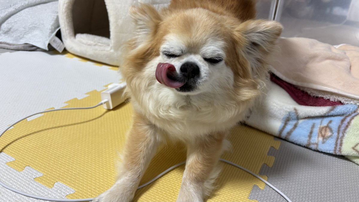チビ＆ココ tweet media