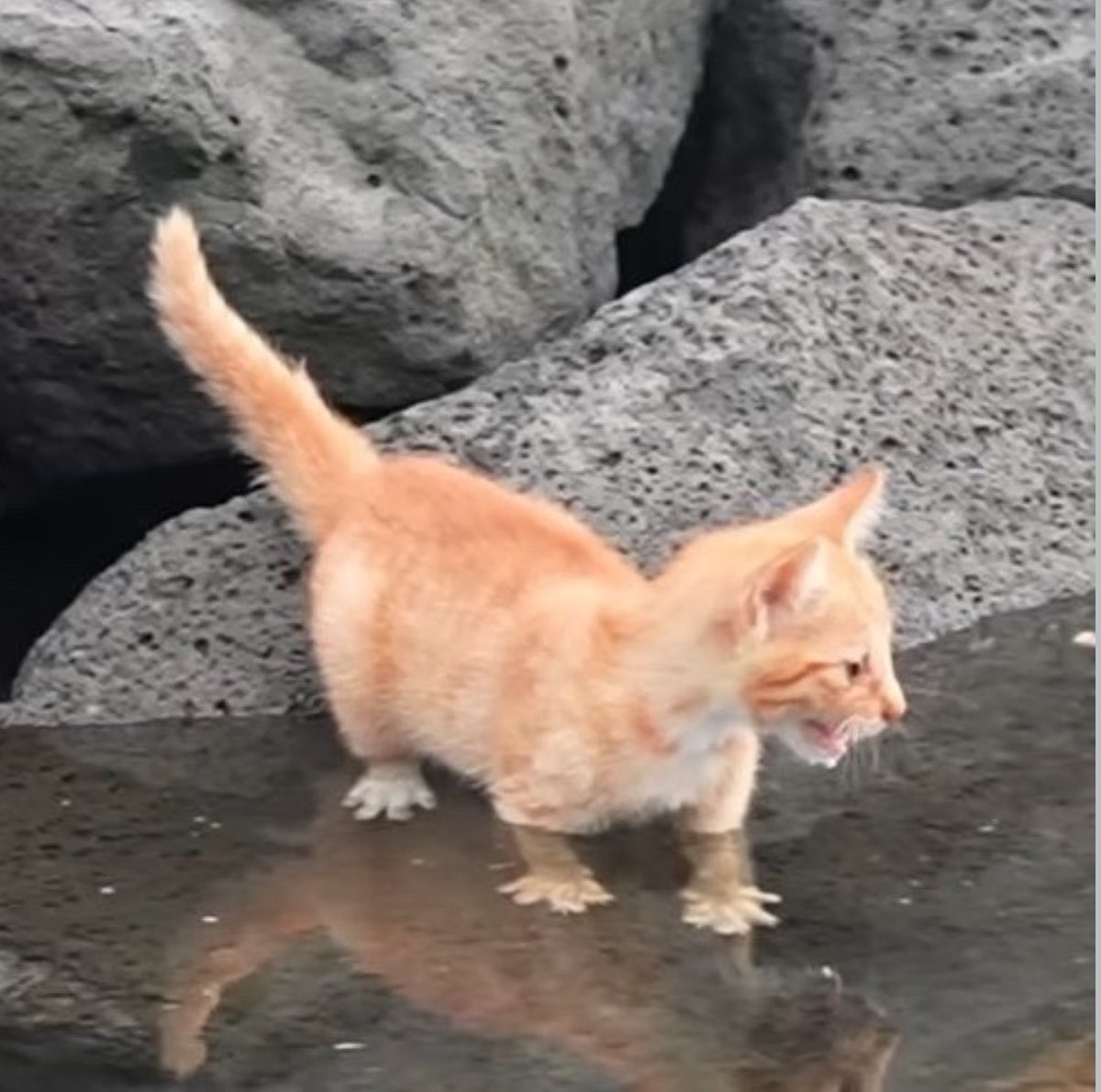 gatos fazendo gatices tweet media
