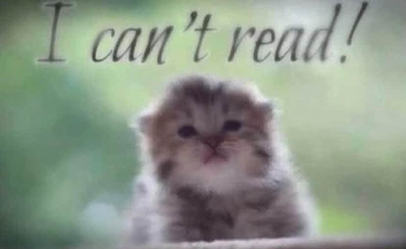 Daily Cat Posting tweet media