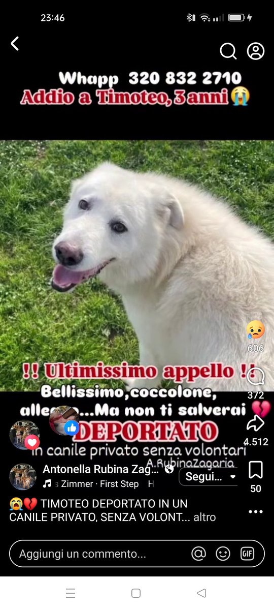 ClaudiaBen69's tweet photo. 🆘#Urgentissimo in deportazione megacanile, in gabbia H24! 🆘
#adozioni #adozione #urgente #adottami #adottauncane #canidaadottare #adottamisubito #adopt #adopdontbuy #4voiceless #deportata #deportazione #stallo #megacanile #canileh24 https://t.co/RWFEslFdZ2