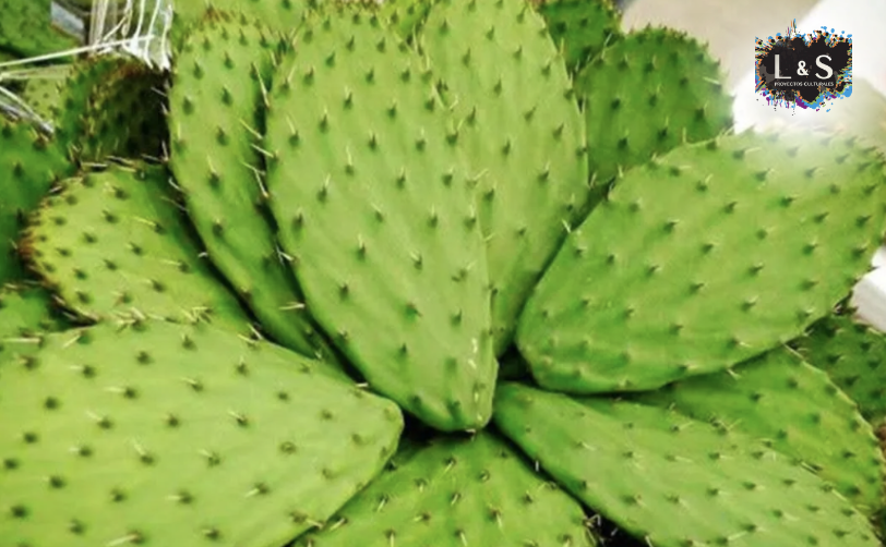 lys_proyectos's tweet photo. México 🇲🇽 tiene medicina ancestral 😳
El nopal 🌵se ha usado durante siglos para controlar el azúcar en sangre #México #Salud #Cultura https://t.co/SnS2xlpx4z