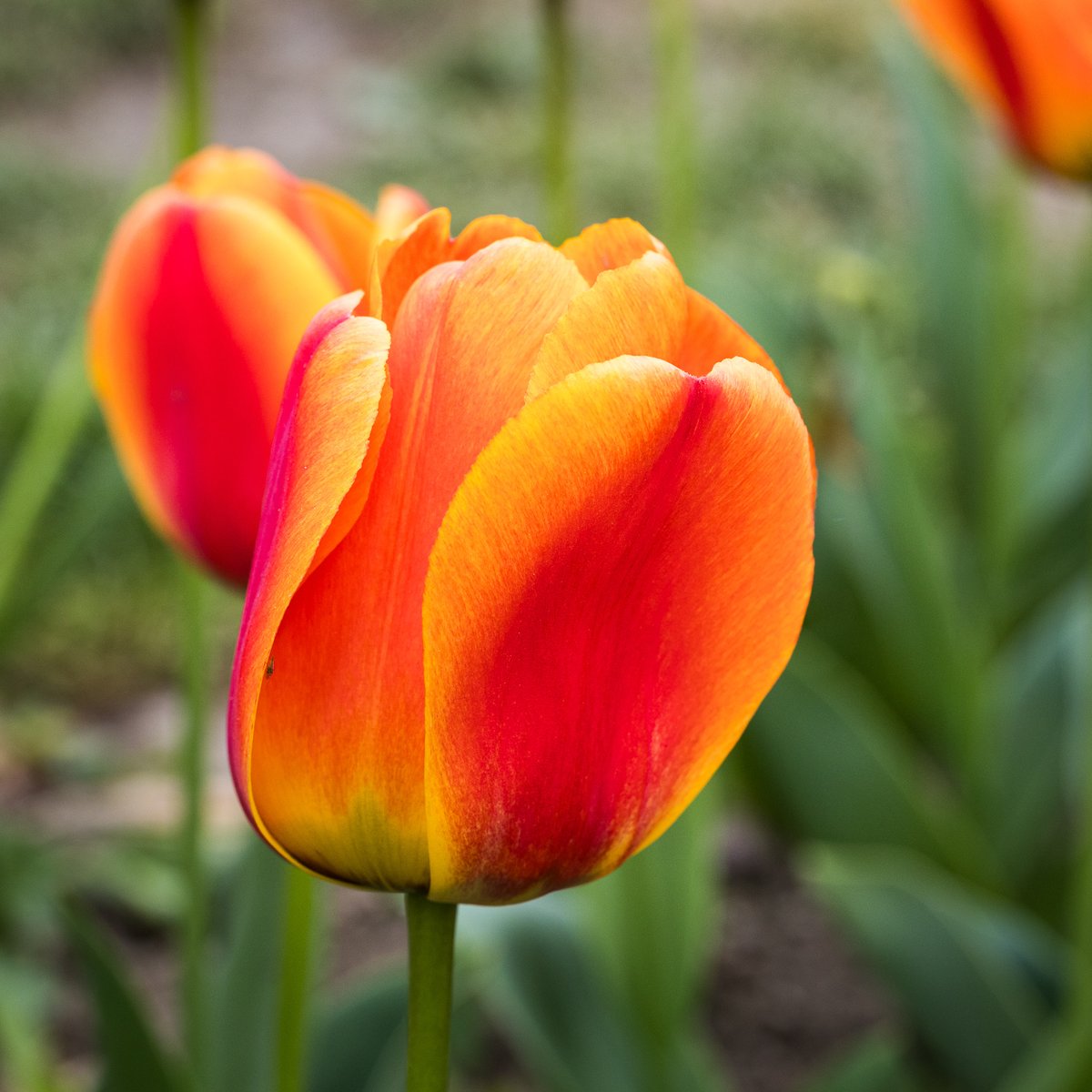 jonny_kopp's tweet photo. Fête de la Tulipe, Morges, Suisse https://t.co/uWob9ddTsO