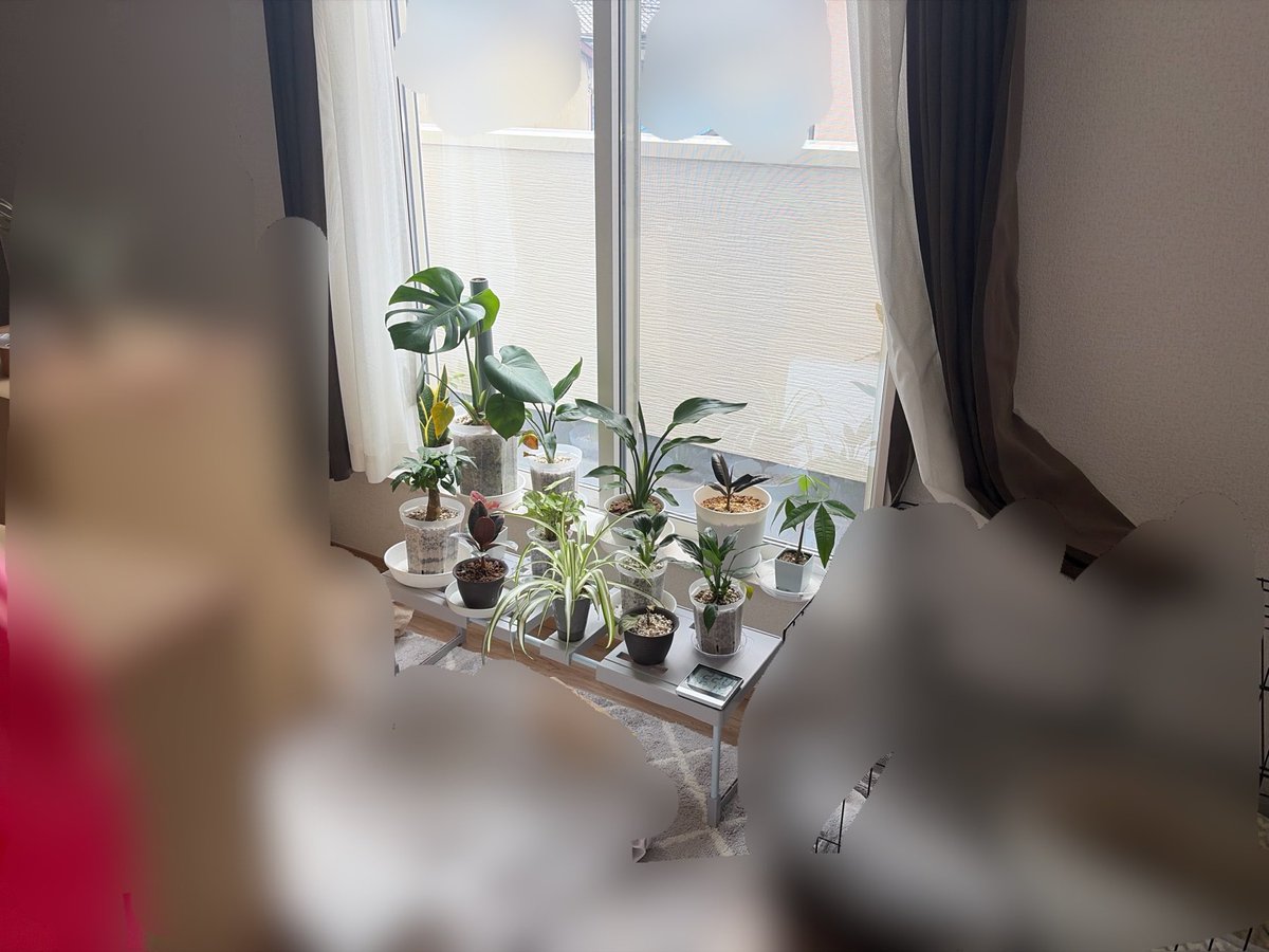 FUKUIKUplants's tweet photo. 春になったからお家の植物みんなで南向きの窓で日光浴

 #観葉植物 https://t.co/P2di5FAlhZ