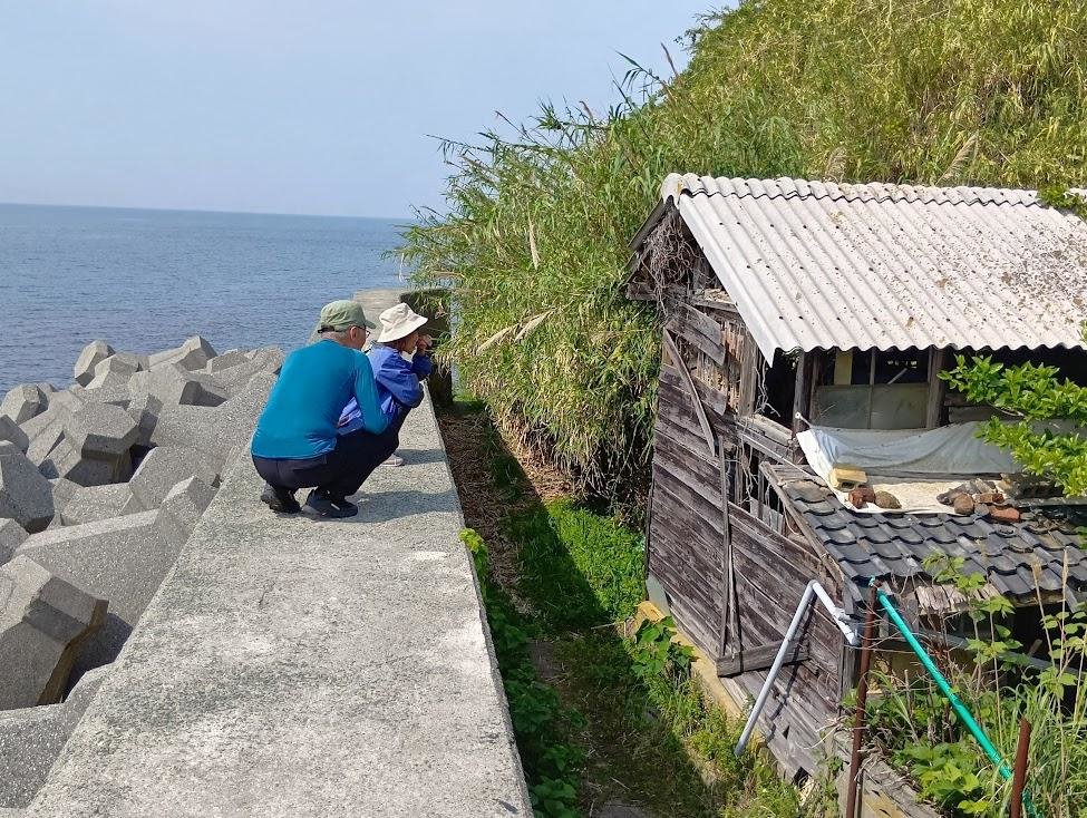 青島猫を支援する会-青島・島民15人猫100匹以上の島- tweet media
