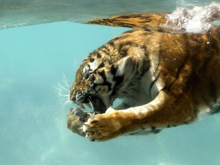 Tigre Lírico! 🪷 Cartomante tweet media