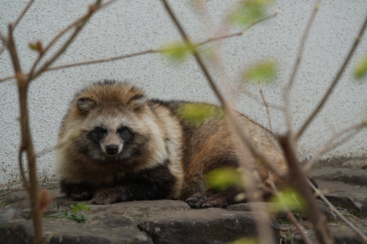 GW明けの今こそ、タヌキ寝入りとき🐾 無理はしない、気負わなない